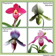 phrag and paph quartet
